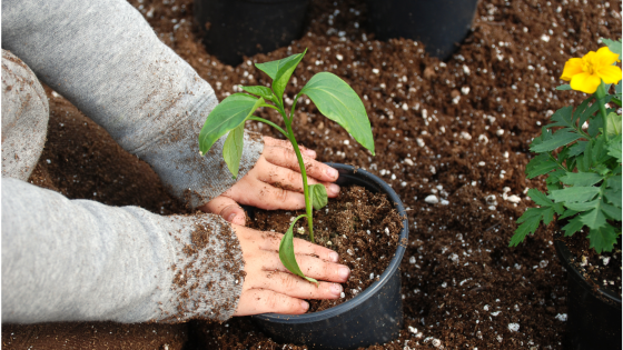 Hands patting down soil around a growing plant