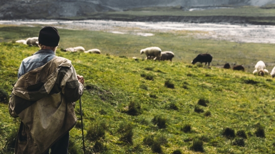 A shepherd stands and looks out at his sheep in a green pasture