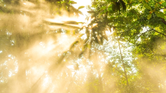Light rays shining through tree leaves and branches