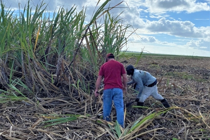 Volunteer helps with cutting sugarcane