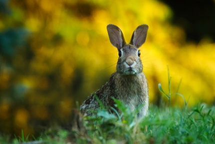 An adorable bunny looking earnestly at the camera