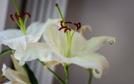 Easter lily