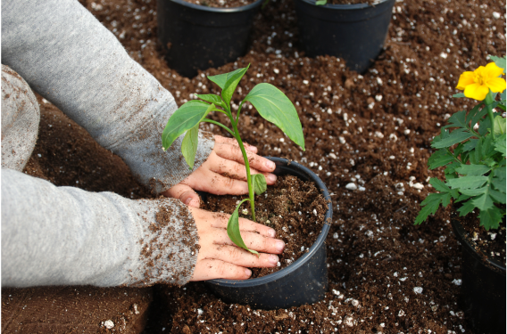 Gardening Hands patting down soil around a growing plant